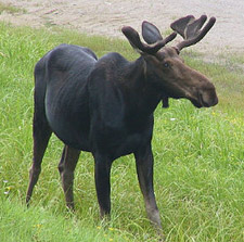 Moose
