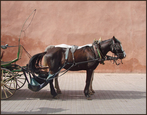 Moroccan Taxi Horses and carriage waiting for a fare