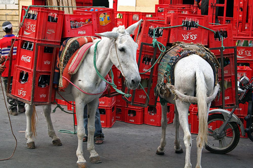 Even the donkeys? Donkeys laden with crates of Coca Cola