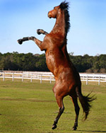 Horse Photoshop