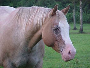 Mottled Skin Appaloosa Mottled Skin
