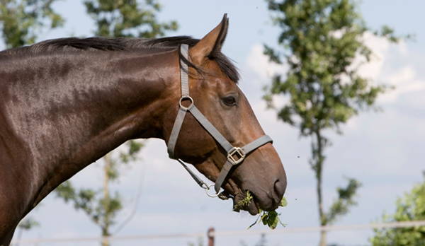 Horse with food in mouth
