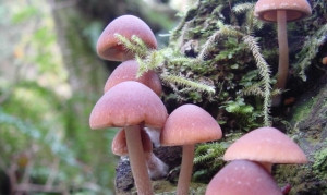 Mushroom Dilution