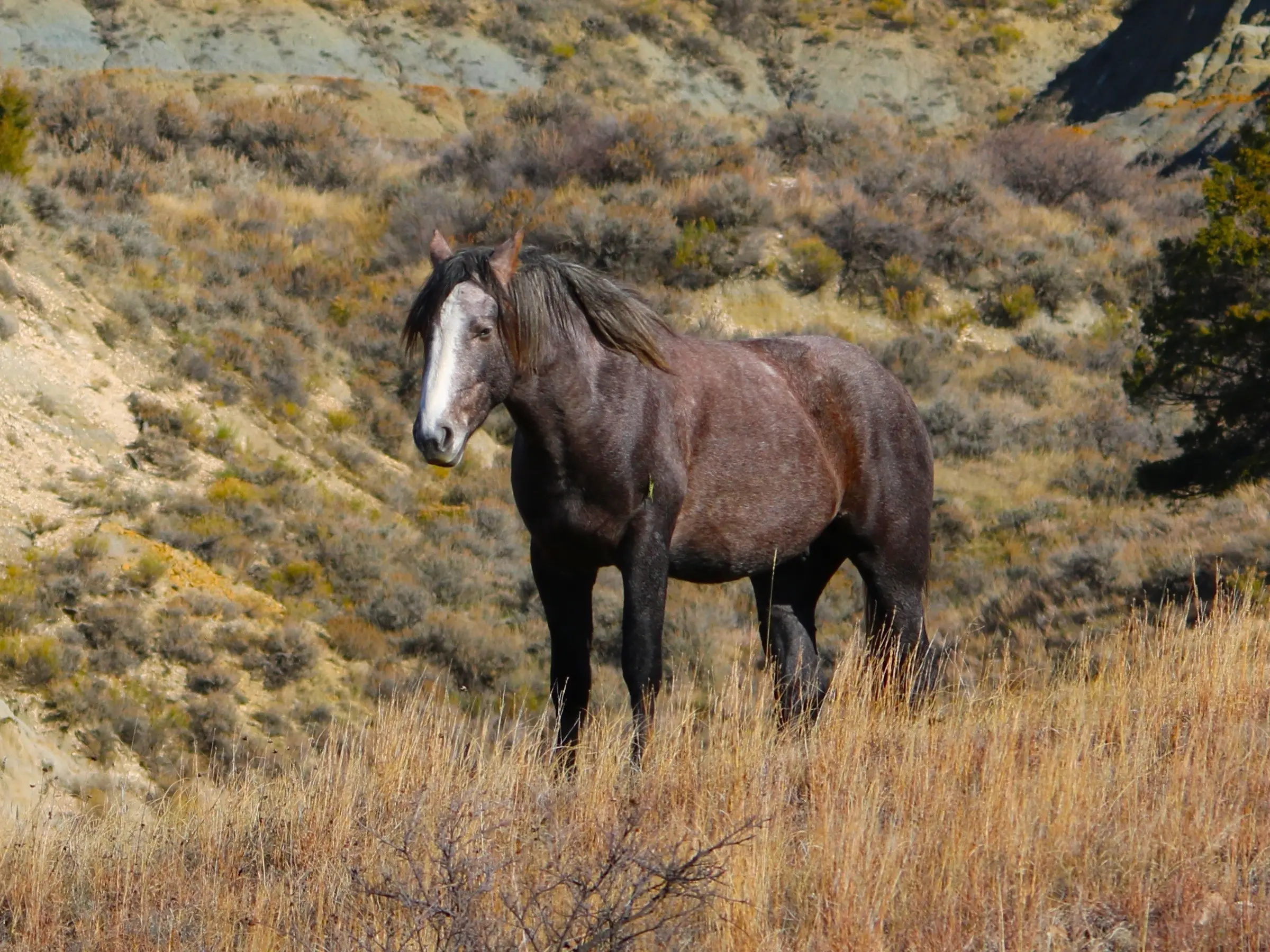 Nokota Horse