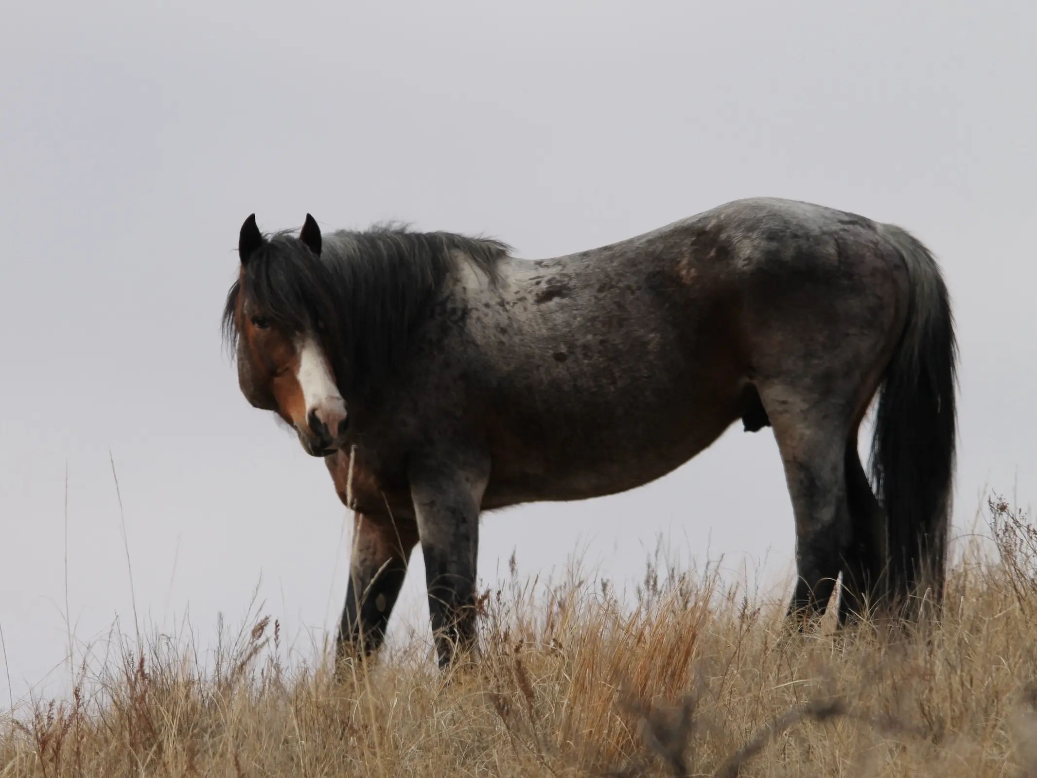 Nokota Horse