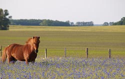Natural Horse