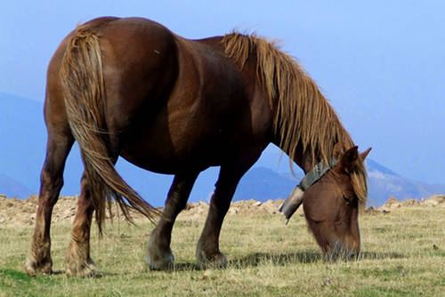 Navarra Pony