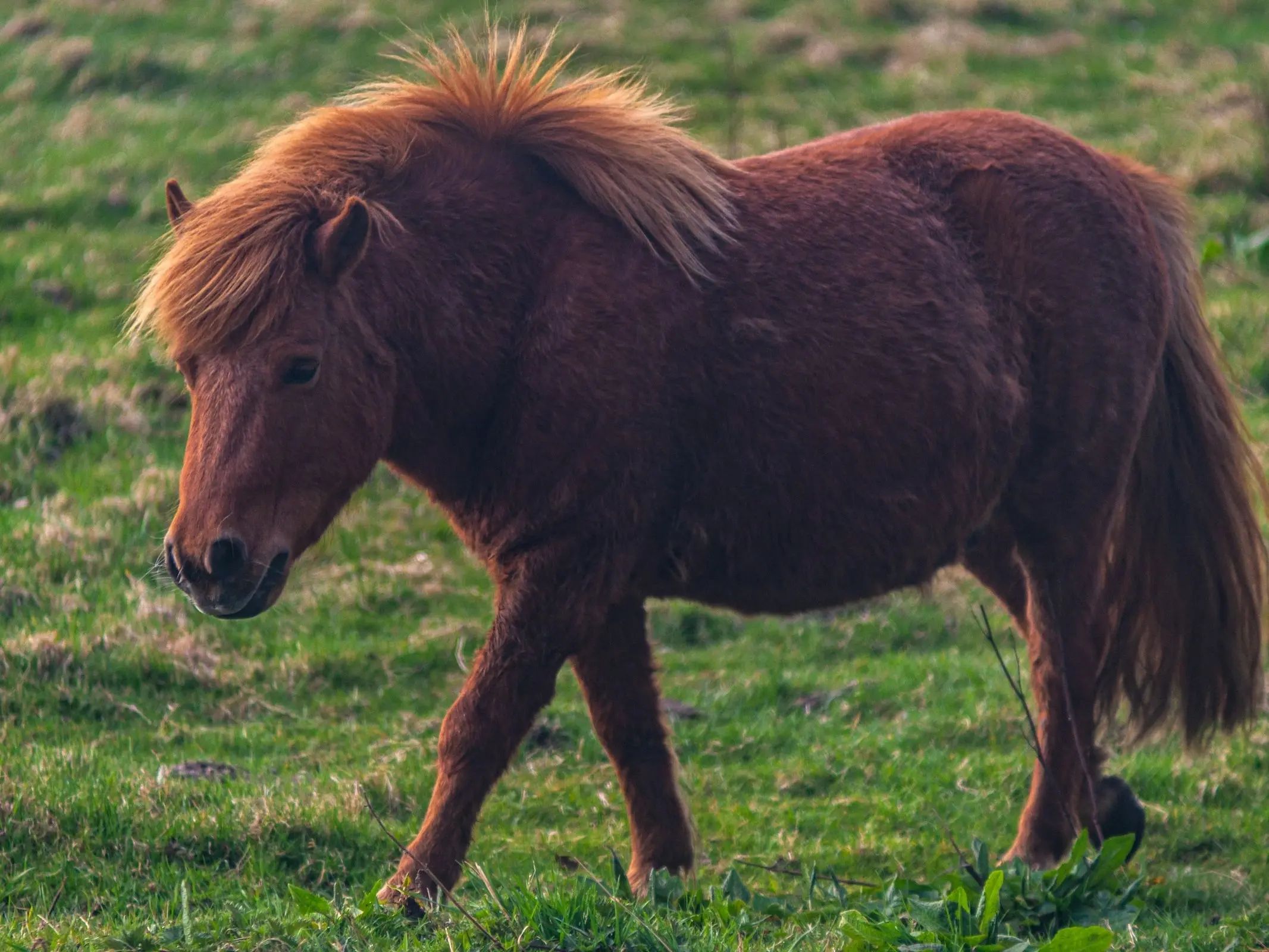 Dutch Mini Horse