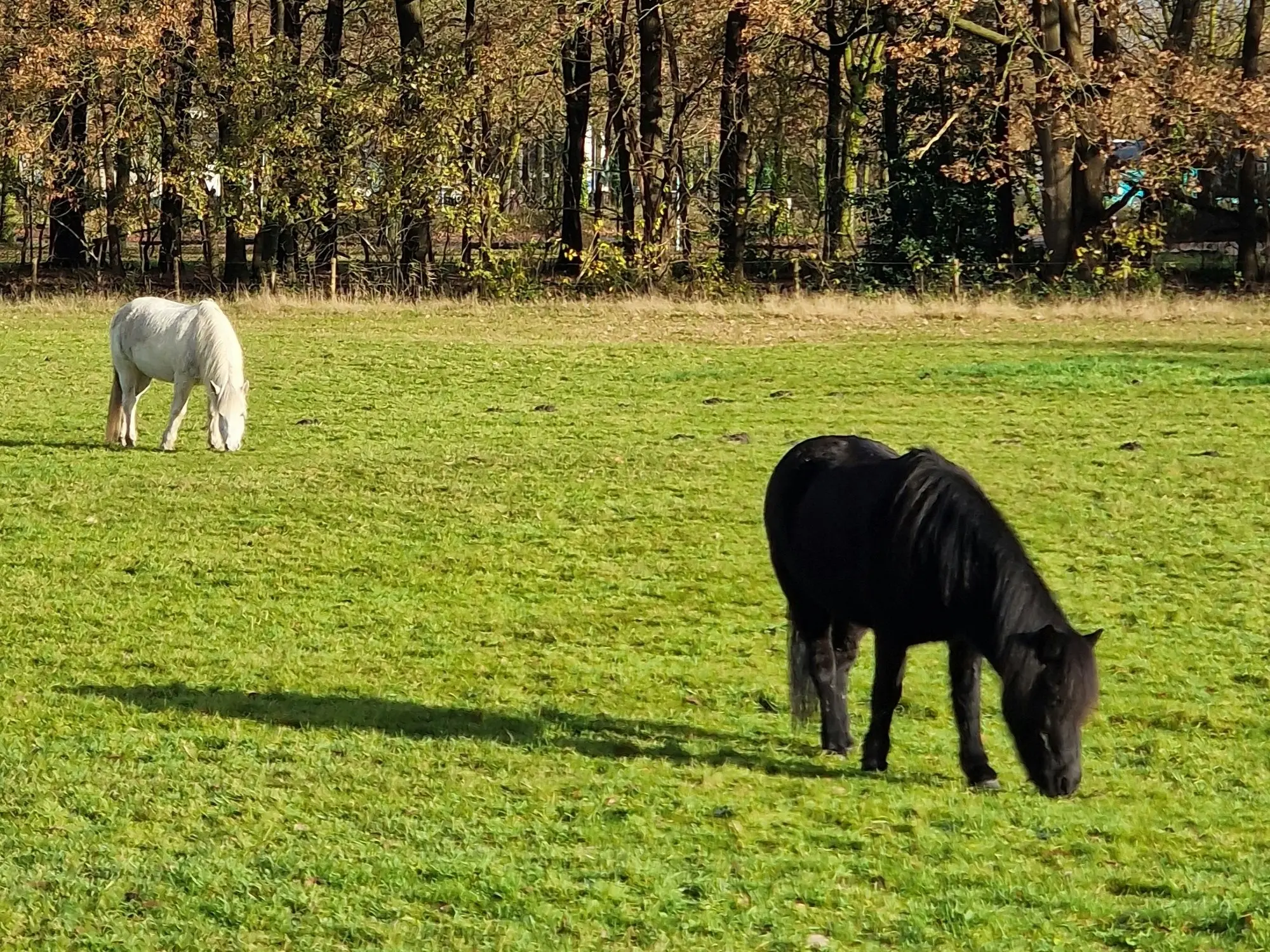 Dutch Mini Horse