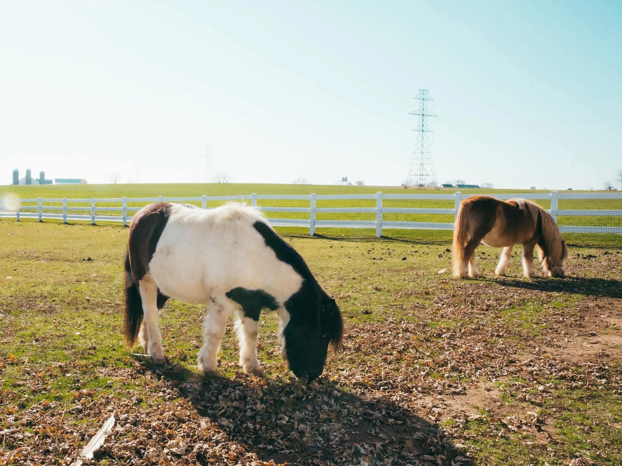 Dutch Mini Horse