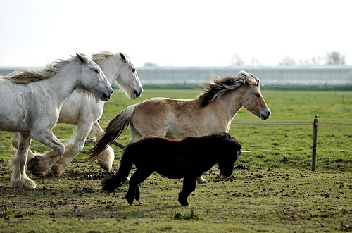 Horses in the Netherlands Horse in the Netherlands