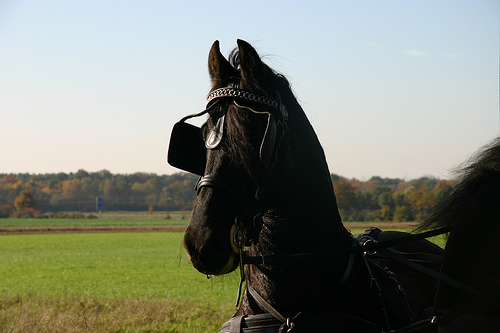 Horse in the Netherlands Horse in the Netherlands