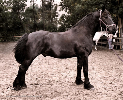 Bram, Horse in the Netherlands Horse in the Netherlands