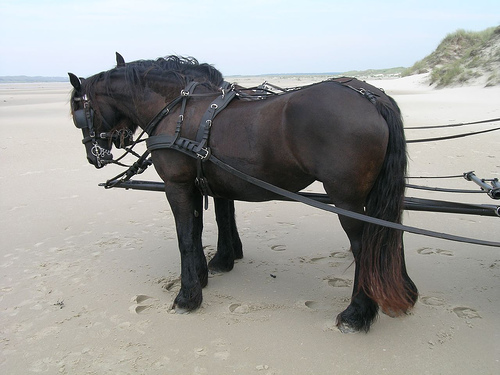 Horses in the Netherlands Horse in the Netherlands