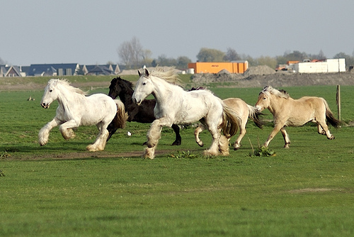 Horses in the Netherlands Horse in the Netherlands