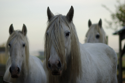 Horses in the Netherlands Horse in the Netherlands