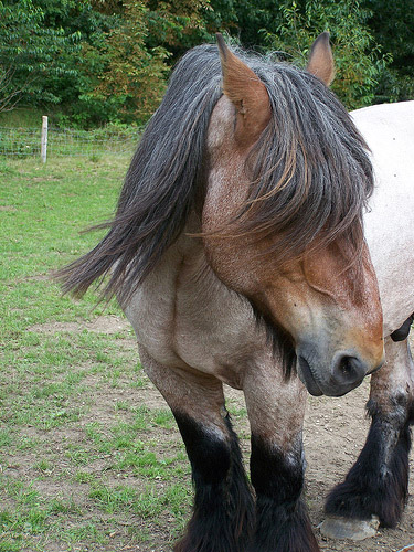 Horse in Arnhem, Holland Horse in the Netherlands