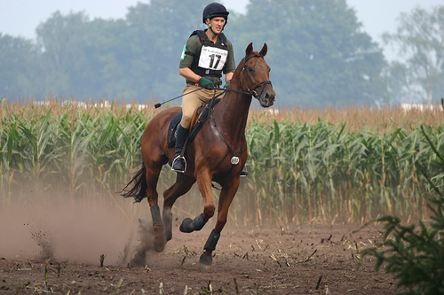 Varsseveld Horse Festival Horse in the Netherlands