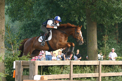 Varsseveld Horse Festival Horse in the Netherlands