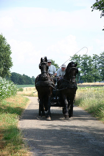 Horse Carriage Club in the Netherlands Horse in the Netherlands