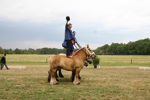 Demonstration of Belgian Draft Horses in The Netherlands Horse in the Netherlands