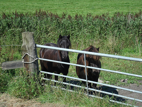 Rasta Horses in the Netherlands Horse in the Netherlands