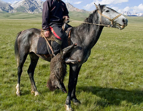 New Kirgiz Horse