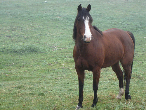 Horse in New Zealand Horse in New Zealand