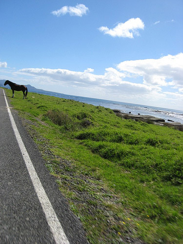 Horse by the road New Zealand Horse in New Zealand