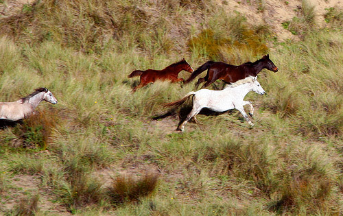 Wild Horses New Zealand Horse in New Zealand