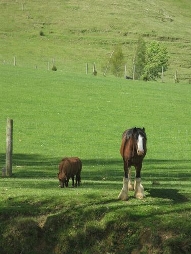 Wild Horses New Zealand Horse in New Zealand