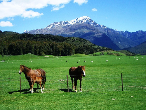 Horse Pictures from New Zealand | The Equinest