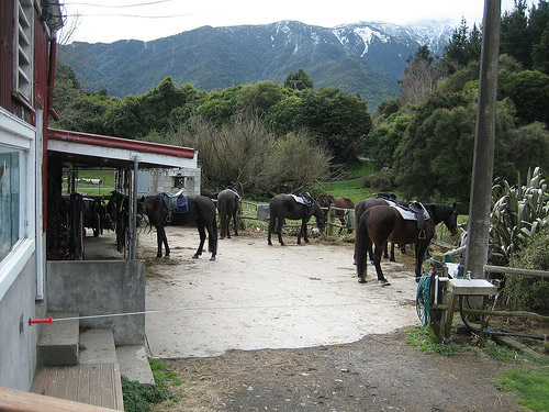 Fyffe View Horse Treking Centre, New Zealand Horse in New Zealand