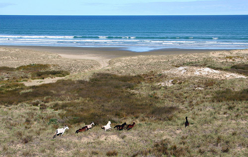 Wild Horses New Zealand Horse in New Zealand