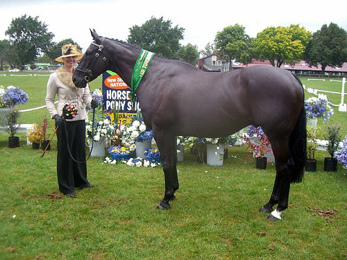 Horse in New Zealand