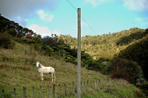 Horse New Zealand Horse in New Zealand
