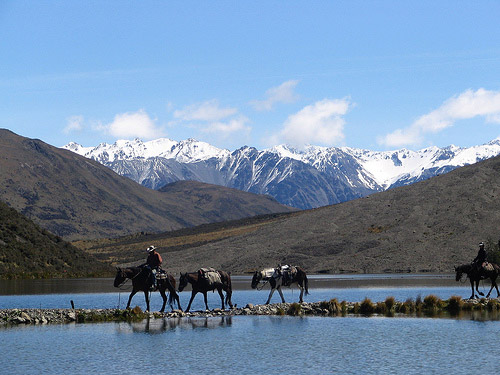 Horses Lake Ida, New Zealand Horse in New Zealand