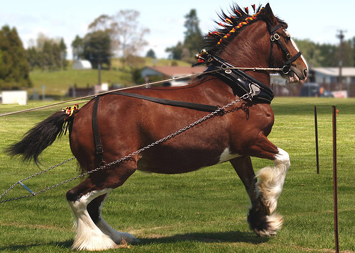 Race Horse New Zealand Horse in New Zealand