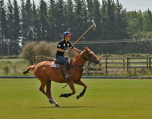 Polo Horses in New Zealand Horse in New Zealand