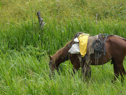 Horse in Nicaragua Horse in Nicaragua