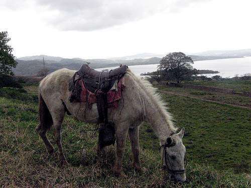 Horse in Nicaragua Horse in Nicaragua