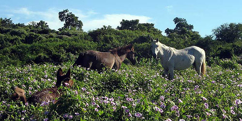 Horses in Nicaragua