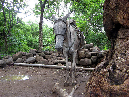 Horse in Nicaragua Horse in Nicaragua