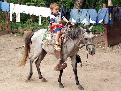 Horse in Nicaragua