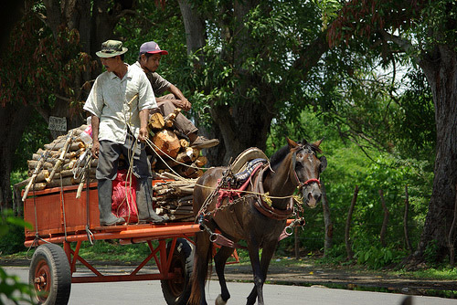 Horse in Nicaragua