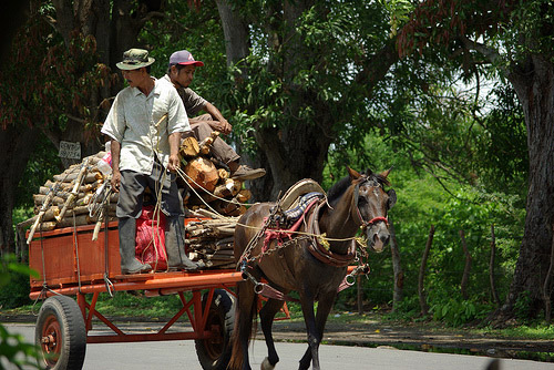 Horse in Nicaragua Horse in Nicaragua