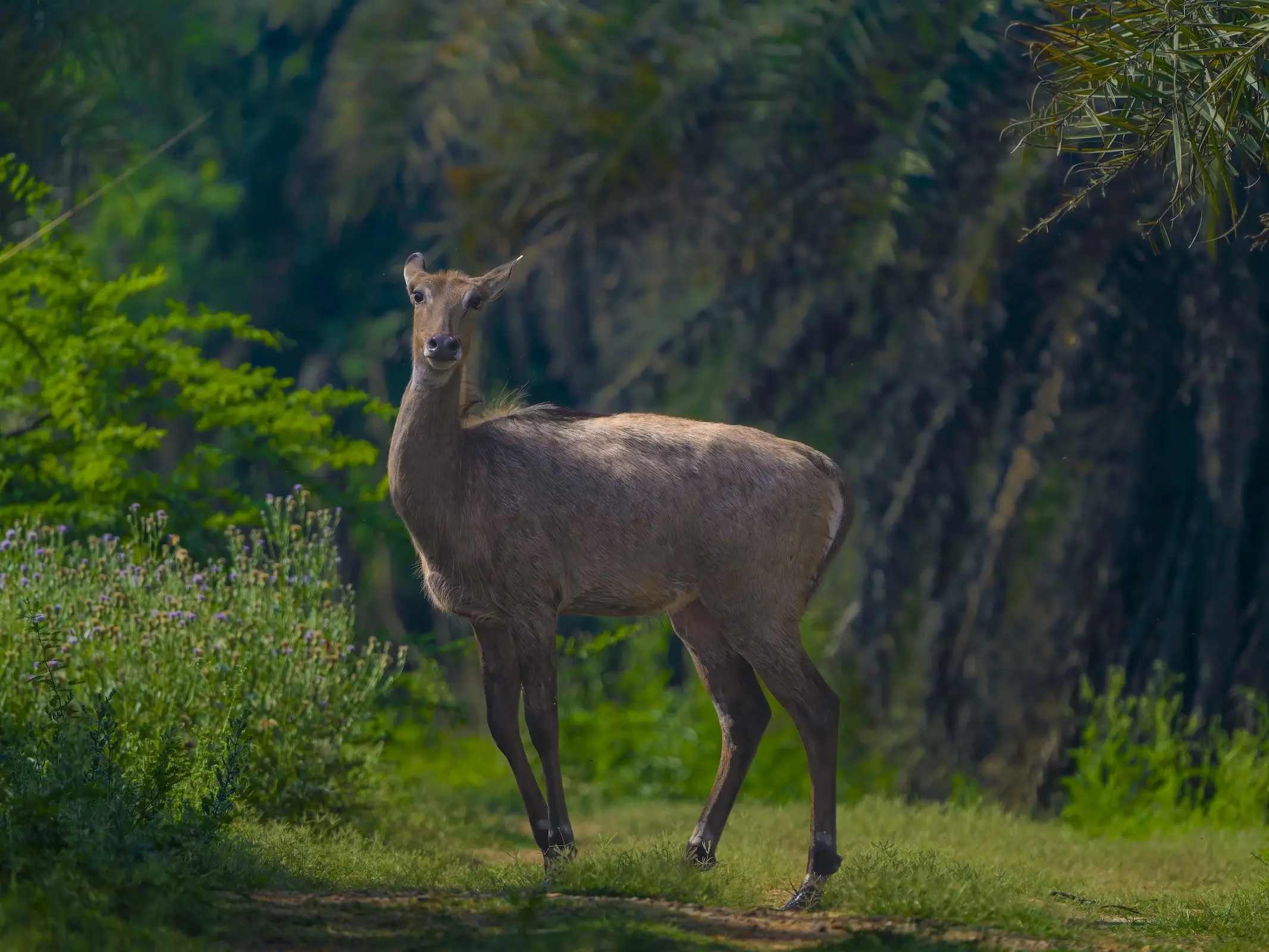 Nilgai Nilgai