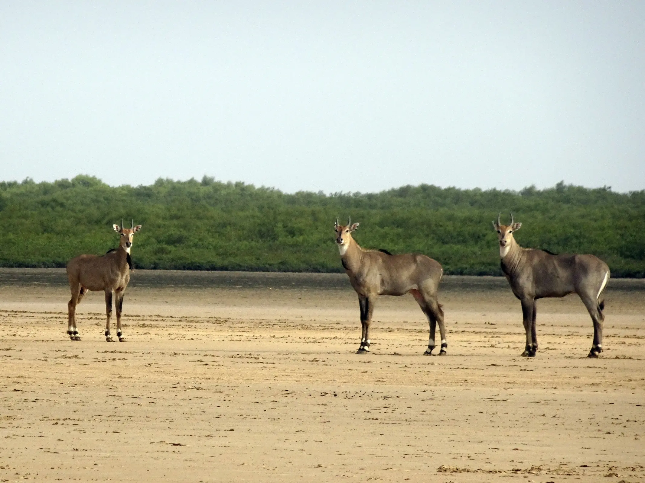 Nilgai Nilgai