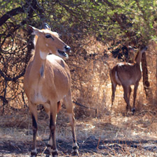 Nilgai