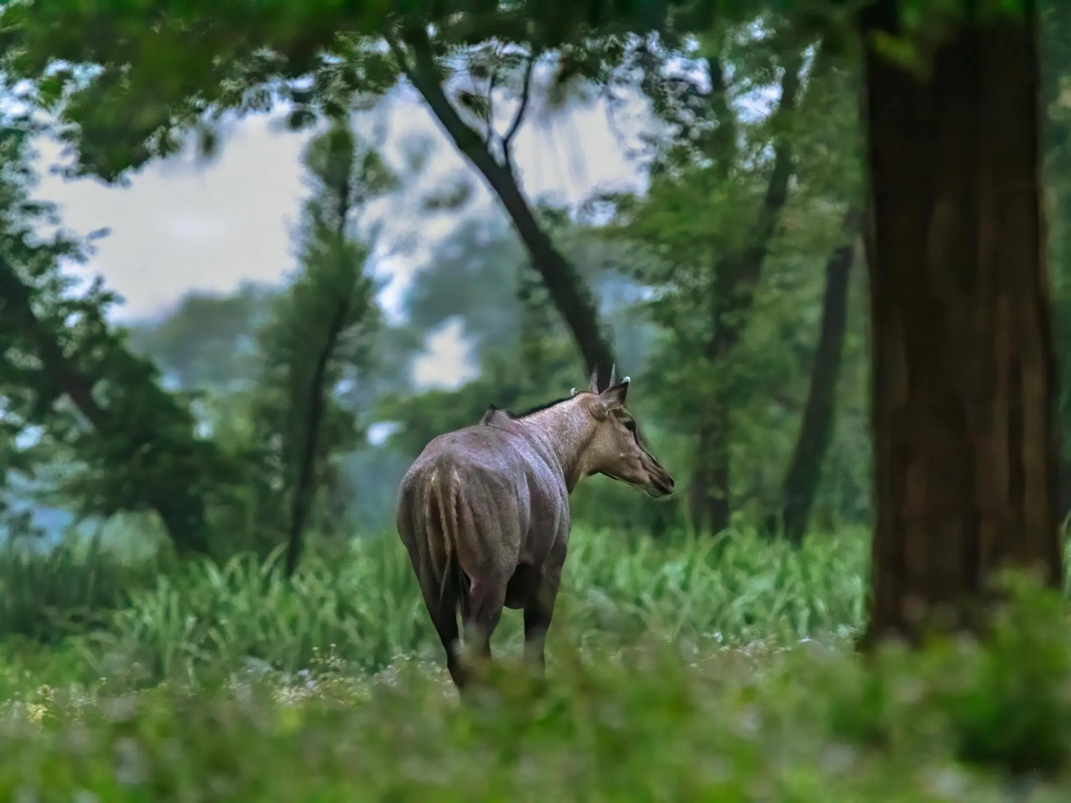 Nilgai Nilgai